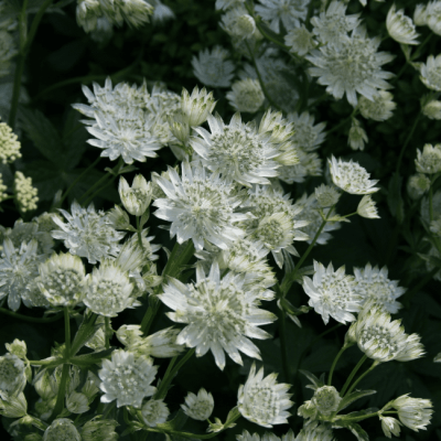 Астранция Вайт Ангел , С1,5 Астранция Вайт Ангел , С1,5 фото