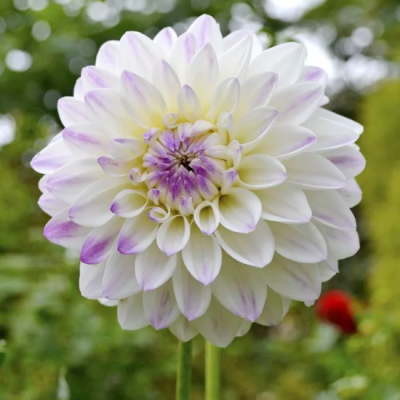 Георгина Виттем Георгина Виттем фото