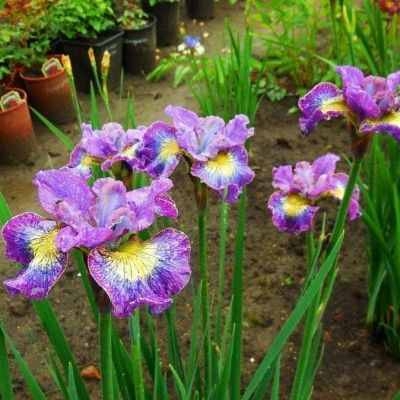 Ирис Хау Одейшес Ирис Хау Одейшес фото