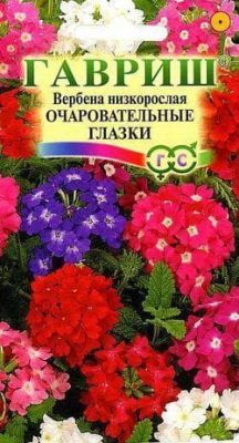 Вербена Очаровательные глазки Вербена Очаровательные глазки фото