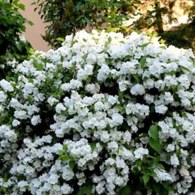 Жасмин (Чубушник) Виргинал Жасмин (Чубушник) Виргинал фото