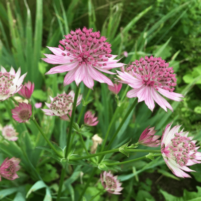 Астранция Флоренс , С1,5 фото