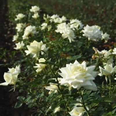 Роза Полар Стар - Dolina-Sad.Ru