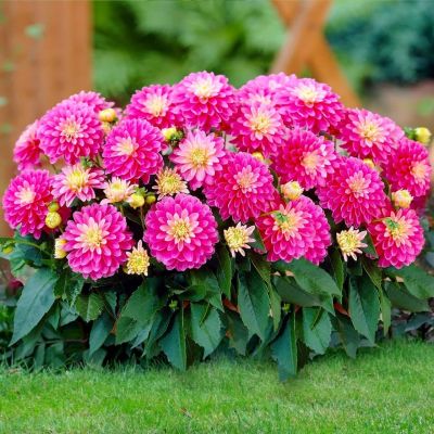 Георгина Рембрандт Георгина Рембрандт фото