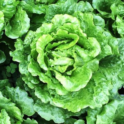 Салат Витаминный фото