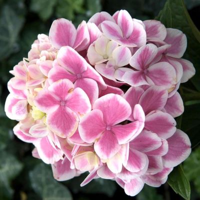 Гортензия крупнолистная Пеперминт Гортензия крупнолистная Пеперминт фото