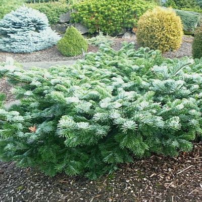 Пихта миловидная Спрединг Стар - Dolina-Sad.Ru