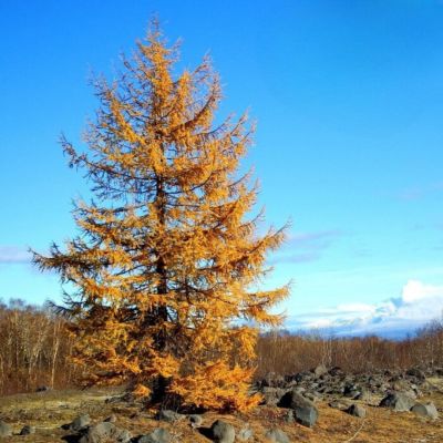 Лиственница широкочешуйчатая Лиственница широкочешуйчатая - Dolina-Sad.Ru