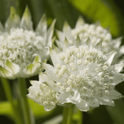 Астранция Вайт Ангел , С1,5 Астранция Вайт Ангел , С1,5 фото