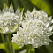 Астранция Вайт Ангел , С1,5 Астранция Вайт Ангел , С1,5 фото