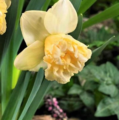 Нарцисс Десижн Нарцисс Десижн фото