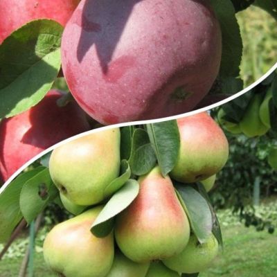 Комплект Колоновидных Яблони+Груши фото