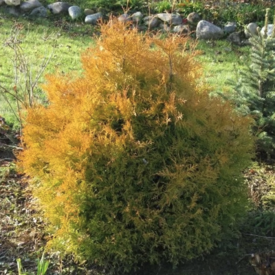 Туя западная Рейнголд, С3 Туя западная Рейнголд, С3 - Dolina-Sad.Ru