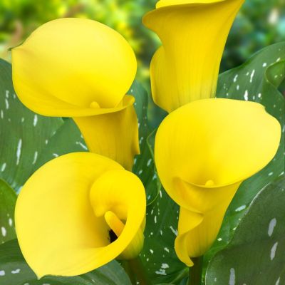 Калла Капитан Морелли Калла Капитан Морелли фото