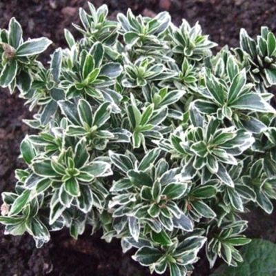 Бересклет японский Альбомаргинатус Бересклет японский Альбомаргинатус - Dolina-Sad.Ru