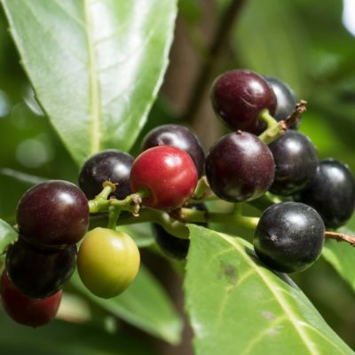 Лавровишни Хамелеон Лавровишни Хамелеон - Dolina-Sad.Ru