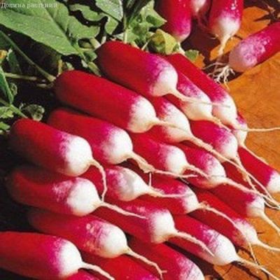 Редис Любава фото
