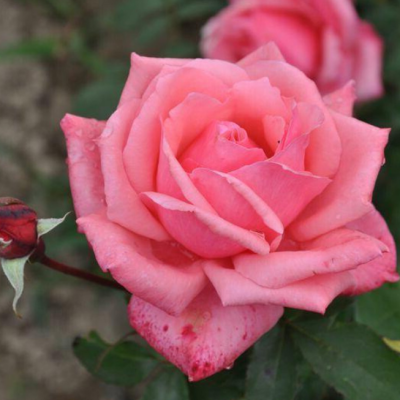 Роза Бель Анж Роза Бель Анж фото