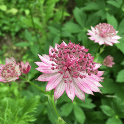 Астранция Флоренс , С1,5 фото