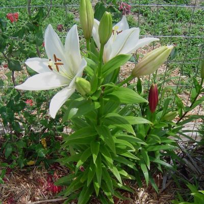 Лилия Брайт Даймонд Лилия Брайт Даймонд - Dolina-Sad.Ru