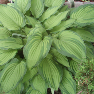 Хоста Форчуна Хоста Форчуна фото