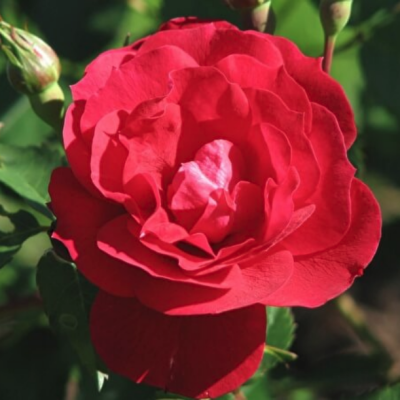 Роза Аделаида Худлесс Роза Аделаида Худлесс - Dolina-Sad.Ru