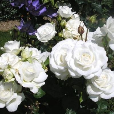 Роза Штамбовая Анна Пурна Роза Штамбовая Анна Пурна - Dolina-Sad.Ru