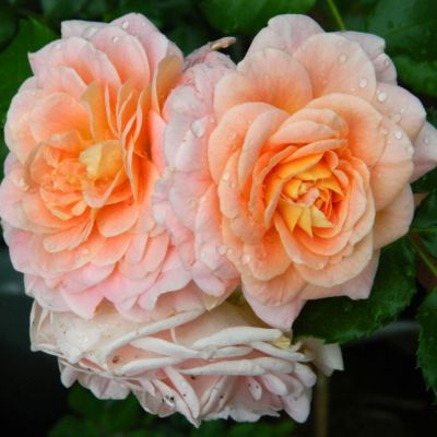 Роза Концерто 94 Роза Концерто 94 - Dolina-Sad.Ru