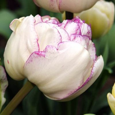 Тюльпан Нормандия за рубль фото