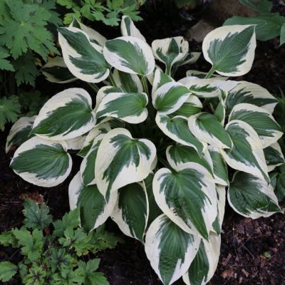 Хоста Блю Айвори , x Хоста Блю Айвори , x фото