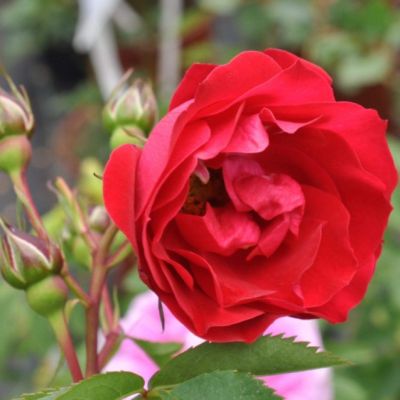 Роза Аделаида Худлесс Роза Аделаида Худлесс - Dolina-Sad.Ru