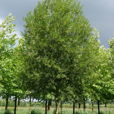 Ива ломкая, С3 Ива ломкая, С3 - Dolina-Sad.Ru