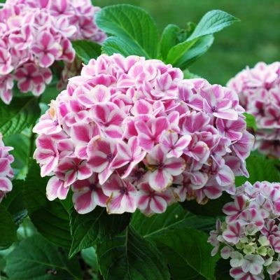 Гортензия крупнолистная Пеперминт Гортензия крупнолистная Пеперминт фото