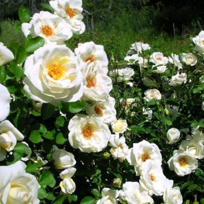 Роза Джей Пи Коннэл Роза Джей Пи Коннэл - Dolina-Sad.Ru