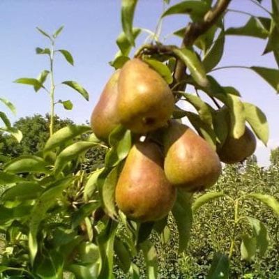 Груша Колоновидная Сапфира/Осенняя Груша Колоновидная Сапфира/Осенняя фото