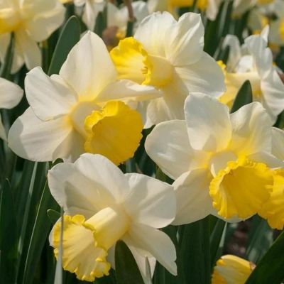 Нарцисс Гоблет Нарцисс Гоблет - Dolina-Sad.Ru