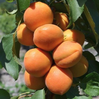 Абрикос Звездный Абрикос Звездный - Dolina-Sad.Ru