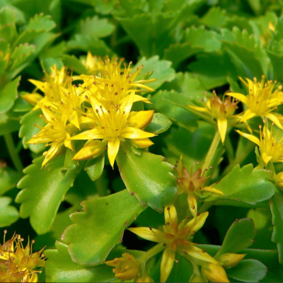 Седум камчатский Седум камчатский фото