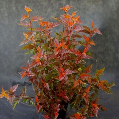 Пузыреплодник калинолистный Шух, С1,5 Пузыреплодник калинолистный Шух, С1,5 - Dolina-Sad.Ru