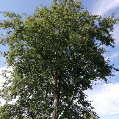 Ольха серая, С3 Ольха серая, С3 - Dolina-Sad.Ru