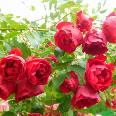 Роза Аделаида Худлесс Роза Аделаида Худлесс - Dolina-Sad.Ru