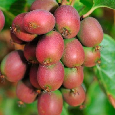 Актинидия аргута Ананасная Актинидия аргута Ананасная - Dolina-Sad.Ru