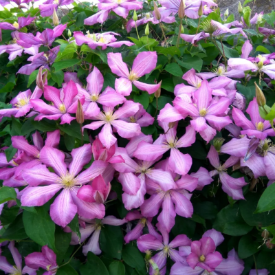 Клематис Оберек Клематис Оберек фото