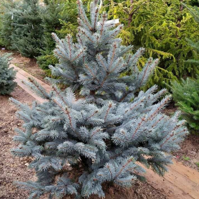 Ель колючая Супер Блю Сидлинг, С3 - Dolina-Sad.Ru
