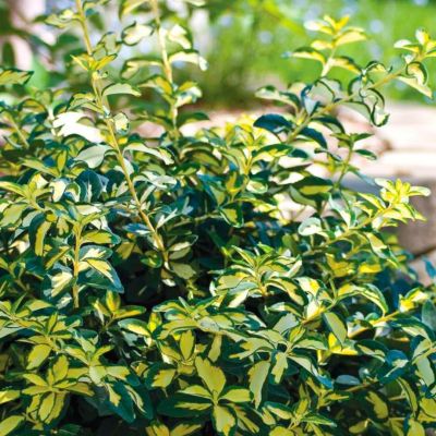 Бересклет Форчуна Блонди Бересклет Форчуна Блонди - Dolina-Sad.Ru