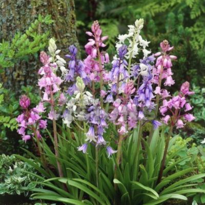 Гиацинтоидес Микс Гиацинтоидес Микс - Dolina-Sad.Ru