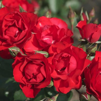 Роза Блек Форест Роуз Роза Блек Форест Роуз - Dolina-Sad.Ru