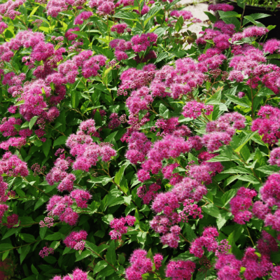 Спирея японская Криспа Спирея японская Криспа фото