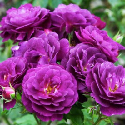 Роза Перпл Эден Роза Перпл Эден - Dolina-Sad.Ru