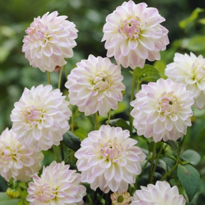 Георгина Виттем Георгина Виттем фото